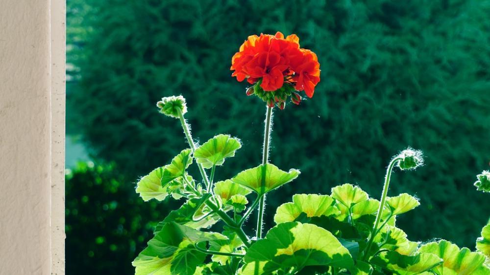 Flower Geranium In The Morning Backlight Red Flower Flower Geranium In The Morning Backlight Red Flower