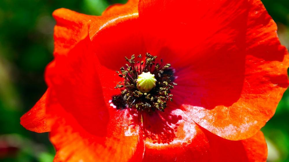 Flower Red Poppy Wildflower Flower Red Poppy Wildflower