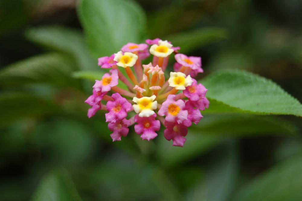 Flower Flowers Bloom Garden Colorful Nature Flower Flowers Bloom Garden Colorful Nature