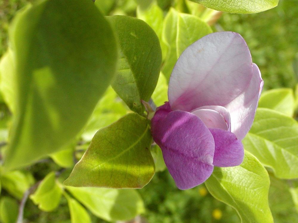 Flower Tickets Ornamental Tree Lila Beauty Bud Flower Tickets Ornamental Tree Lila Beauty Bud
