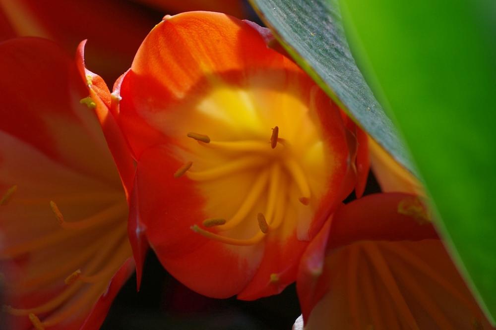 Blossom Bloom Red Plant Macro Flower Nature Blossom Bloom Red Plant Macro Flower Nature