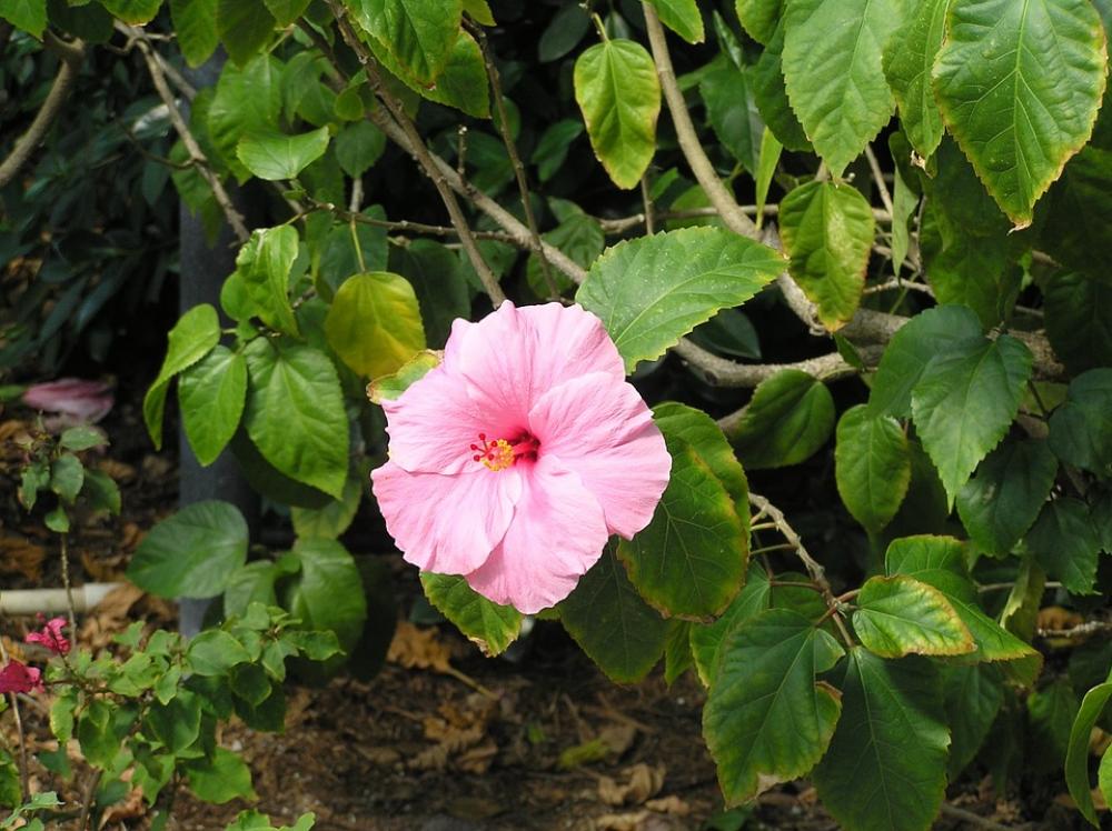 Flower Spring Sunshine Flower Spring Sunshine