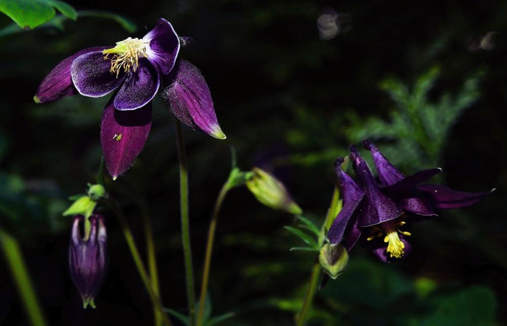 Flower Flowers Purple Color Strong Macro Flower Flowers Purple Color Strong Macro