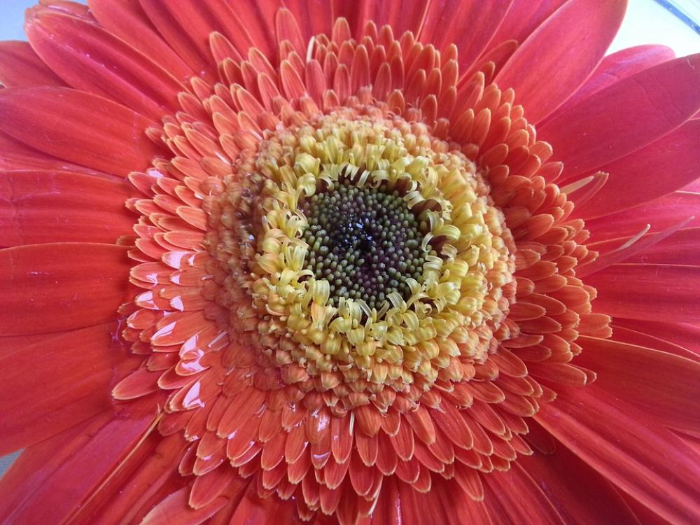 Flower Flowers Spring Plant Nature Flower Flowers Spring Plant Nature