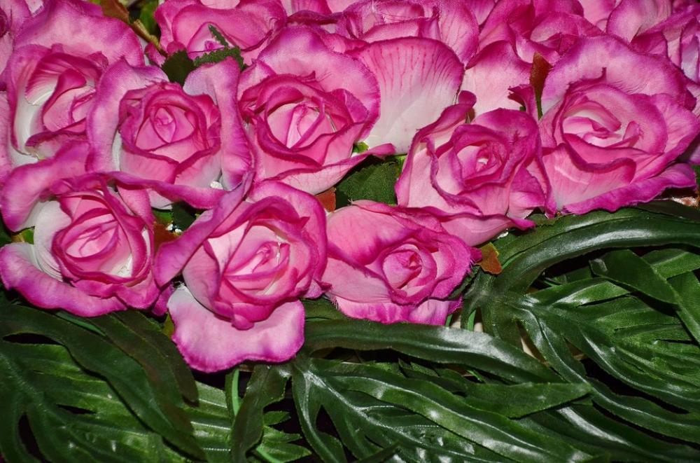 Flower Plant Nature Lilac Rose Roses Pink Family Flower Plant Nature Lilac Rose Roses Pink Family