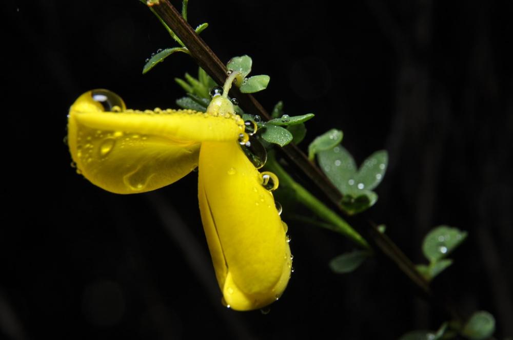 Flower Garden Nature Meadow Water A Drop Of Drops Flower Garden Nature Meadow Water A Drop Of Drops