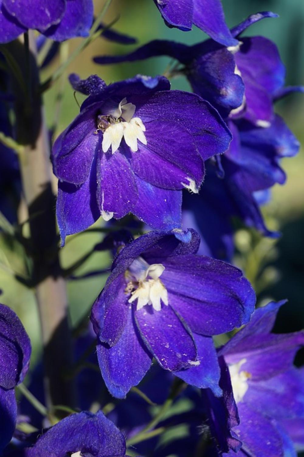 Blossom Bloom Blue Bloom Cornflower Flower Spring Blossom Bloom Blue Bloom Cornflower Flower Spring