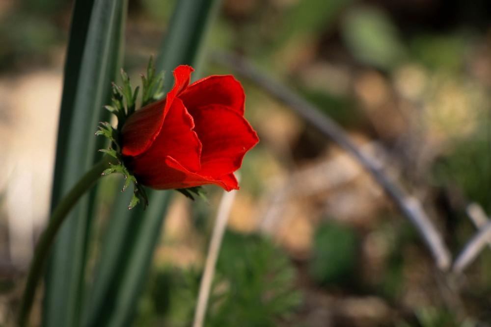 Flower Red Flower Single Love Poppy Red Flora Flower Red Flower Single Love Poppy Red Flora