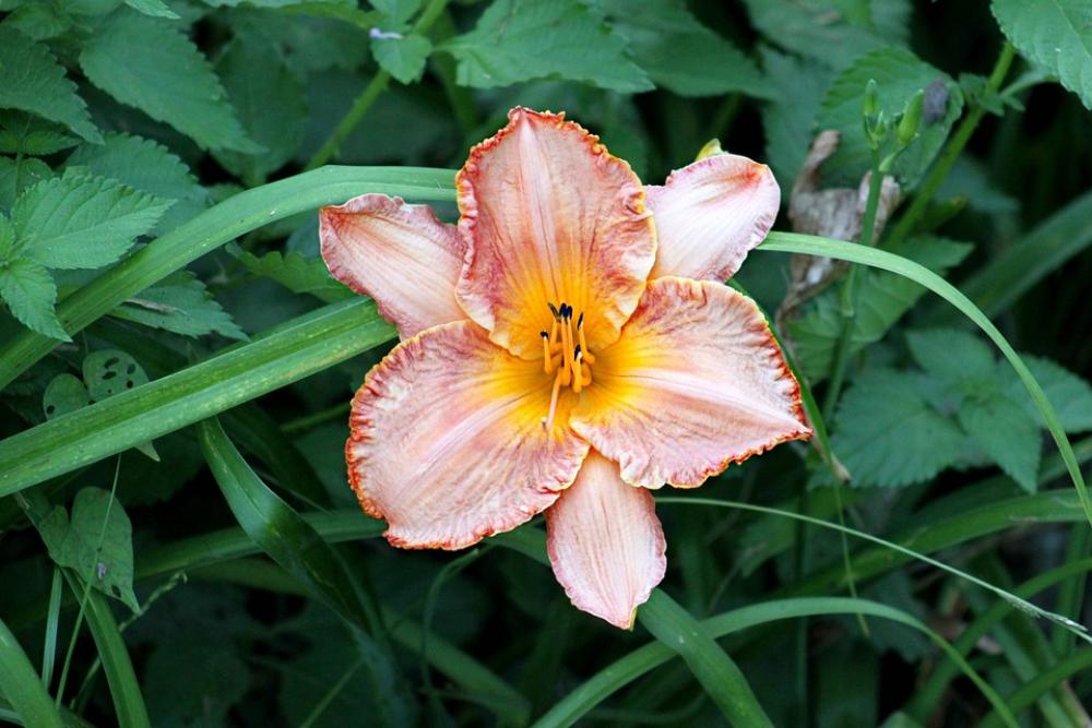 Flower Bloom Colorful Petals Nature Pretty Flower Bloom Colorful Petals Nature Pretty