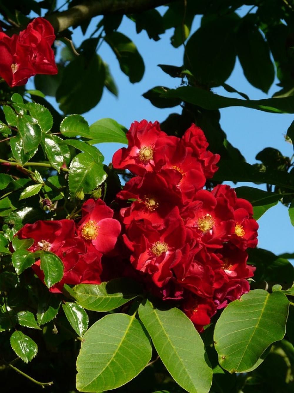 Blossom Bloom Red Blue Sky Green Leaves Blossom Bloom Red Blue Sky Green Leaves