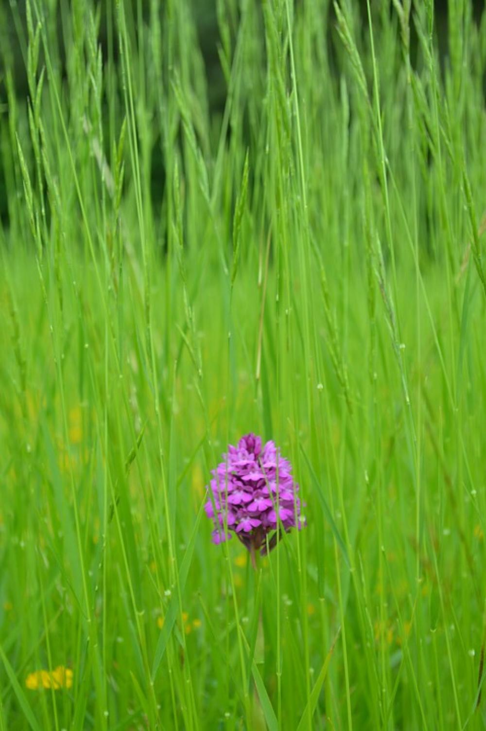 Flower Grass Herbs Violet Green Field Only Flower Grass Herbs Violet Green Field Only