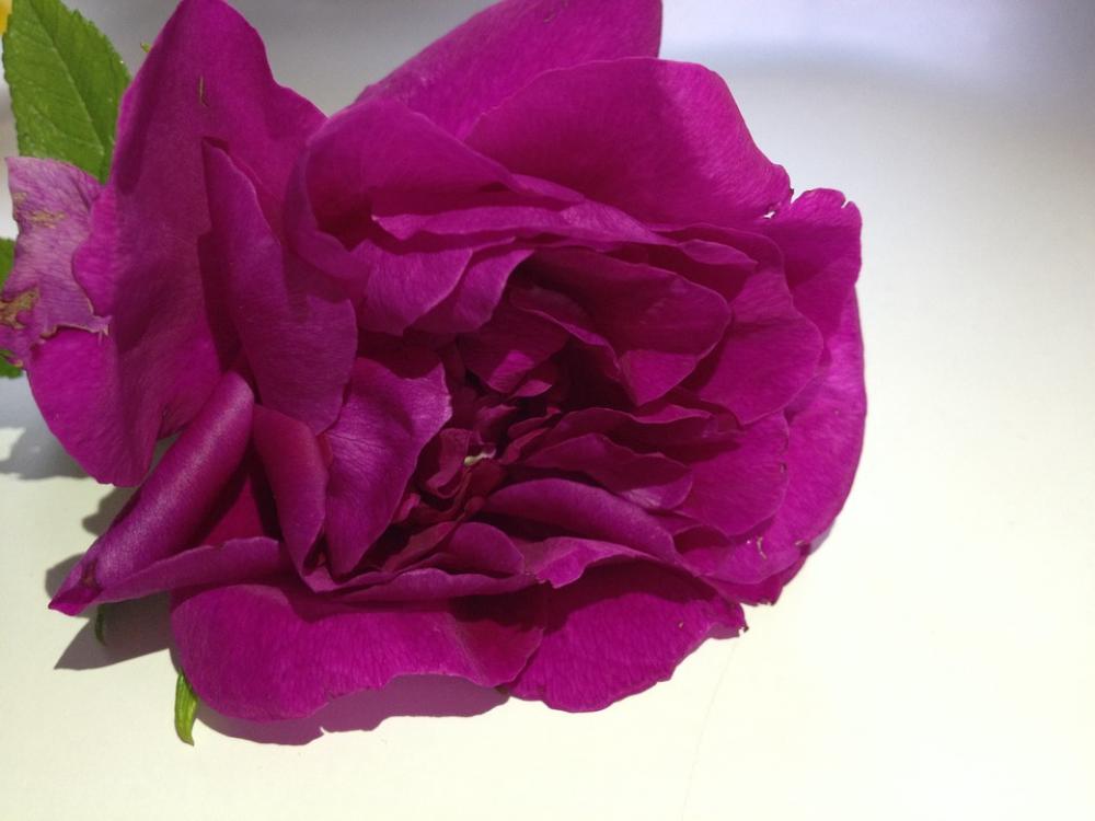 Flower Pink Rose Pink Flower Ornamental Plants Flower Pink Rose Pink Flower Ornamental Plants