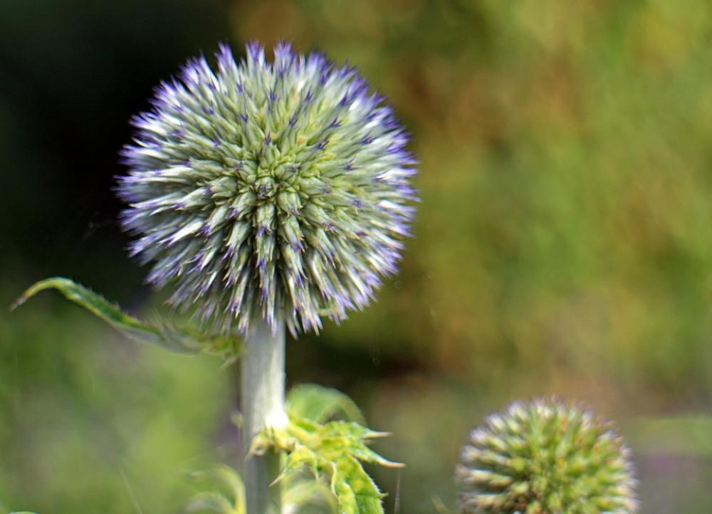 Blossom Bloom Blue Globe Thistle Echinops Plant Blossom Bloom Blue Globe Thistle Echinops Plant