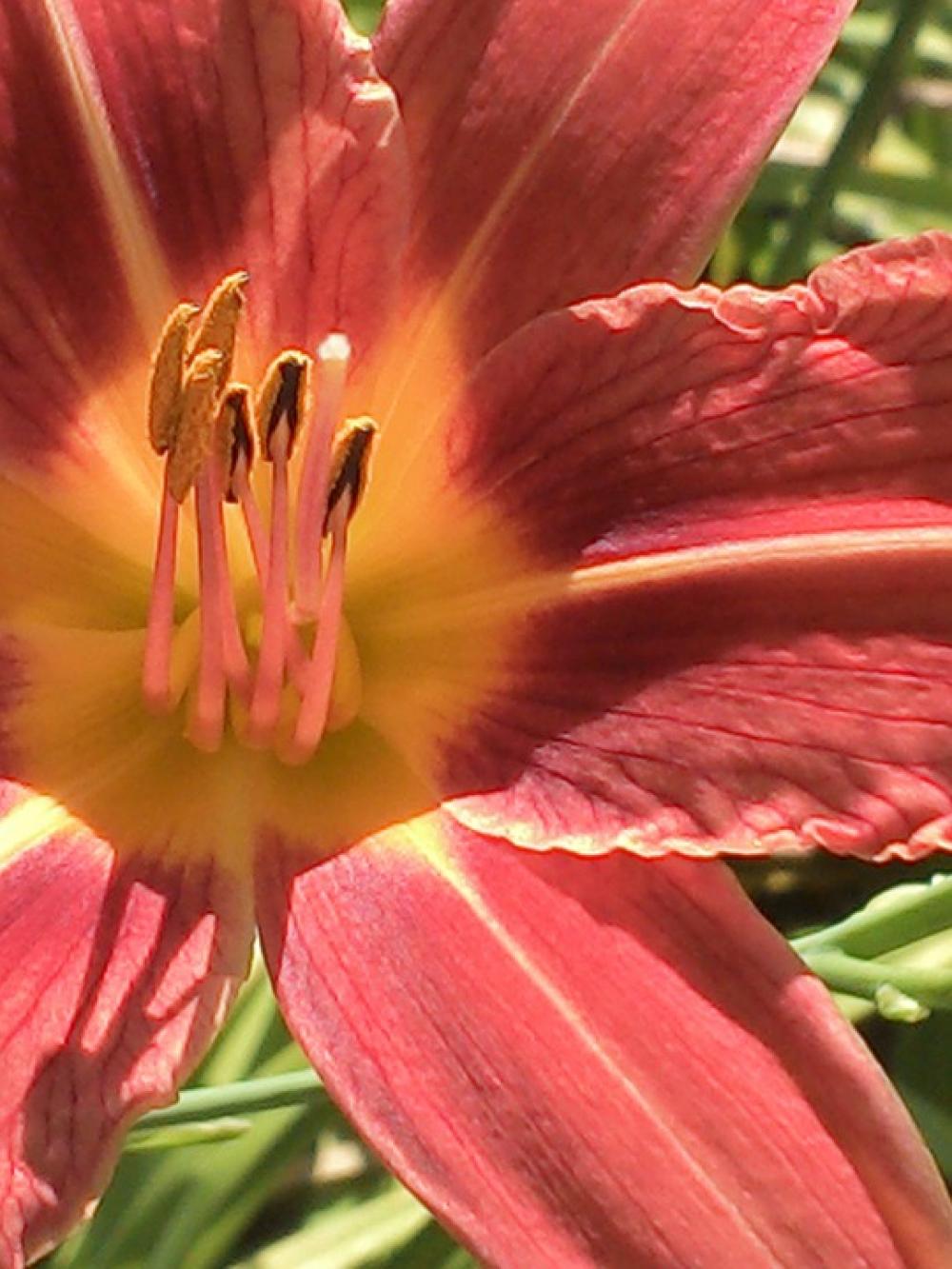 Blossom Bloom Flower Close Up Plant Red Blossom Bloom Flower Close Up Plant Red