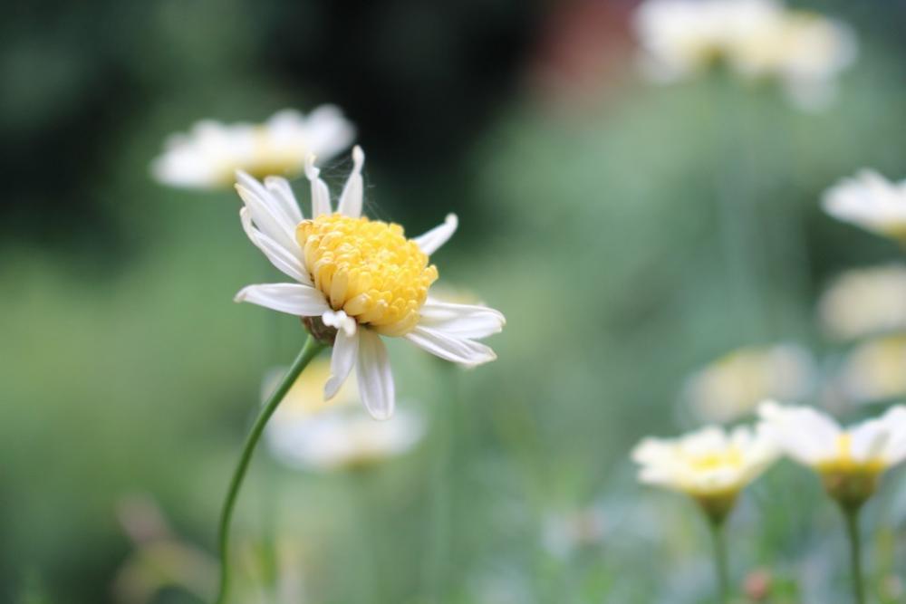 Blossom Bloom Summer Nature Plant Green Bloom Blossom Bloom Summer Nature Plant Green Bloom