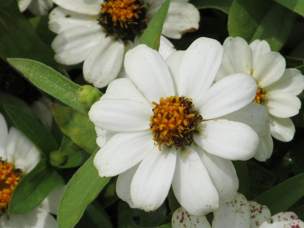 Flower Petals Pollen White Nature Insect Garden Flower Petals Pollen White Nature Insect Garden