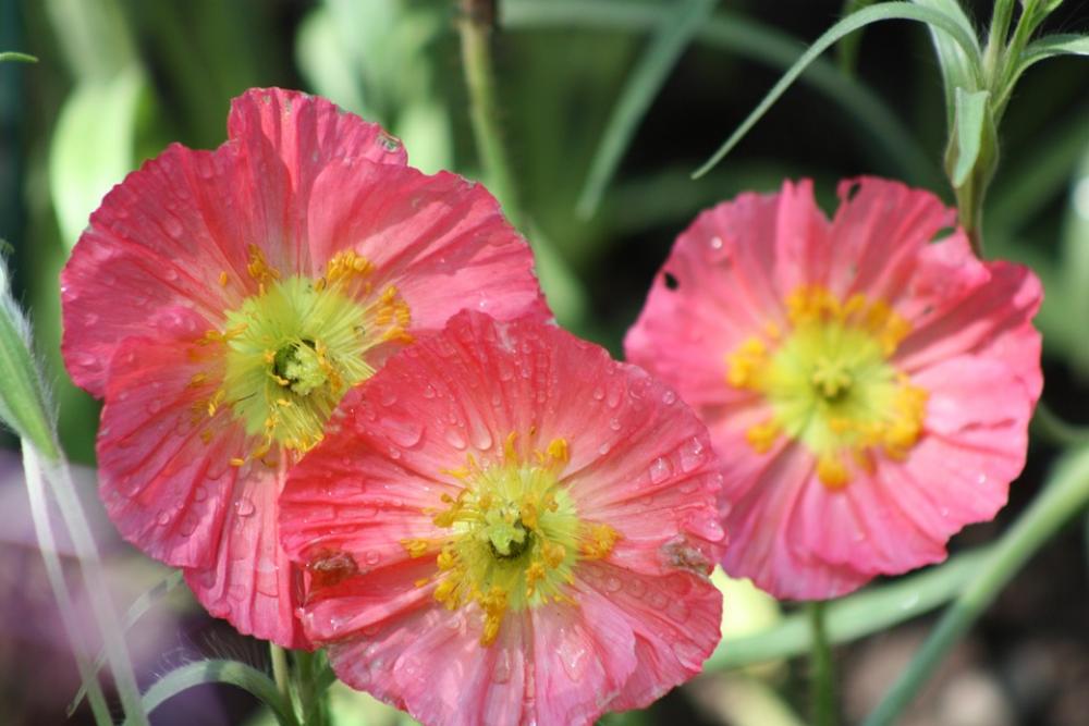 Flower Blossom Floral Beautiful Plant Pink Garden Flower Blossom Floral Beautiful Plant Pink Garden
