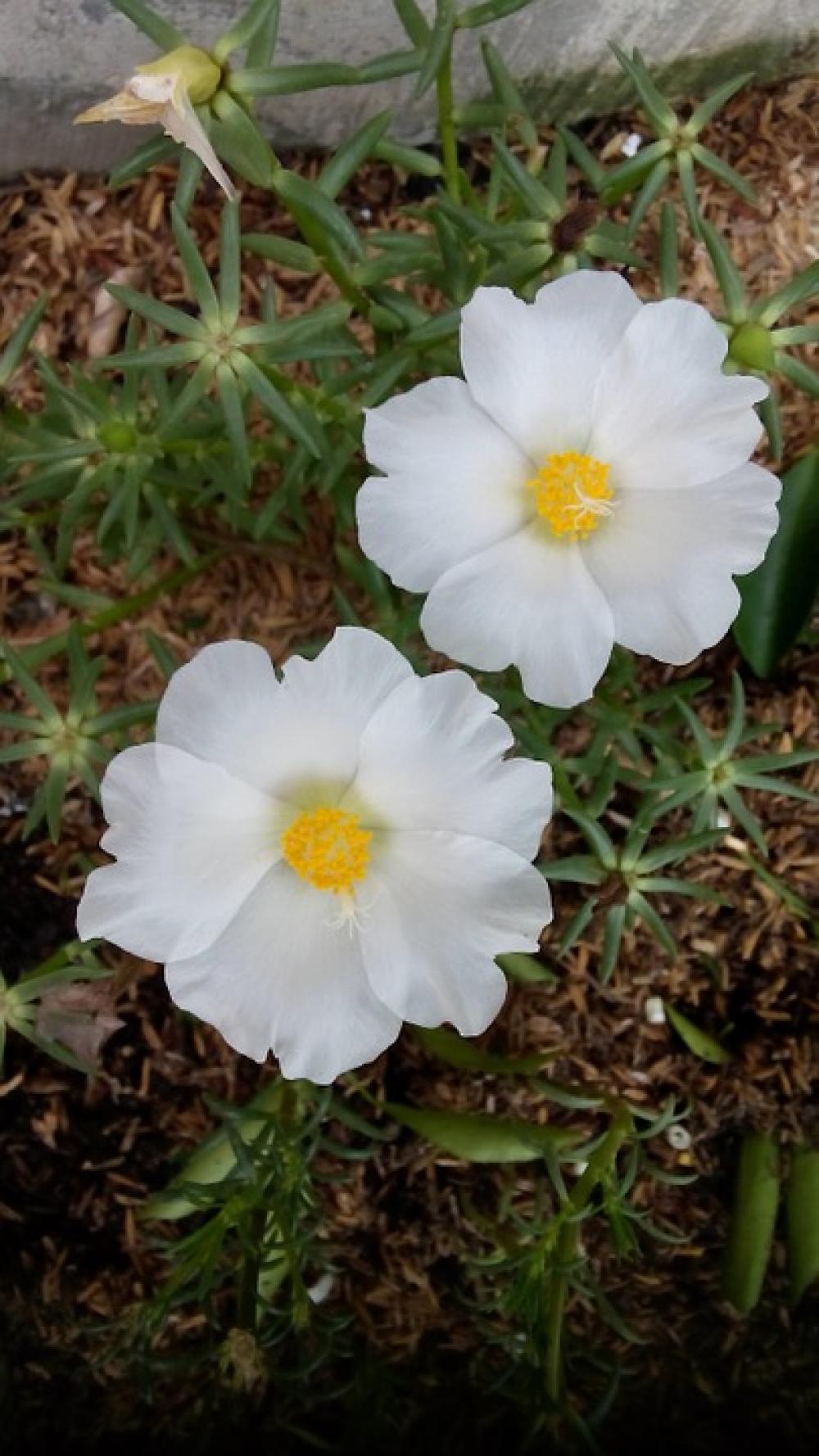 Flower White Nature Flower White Nature