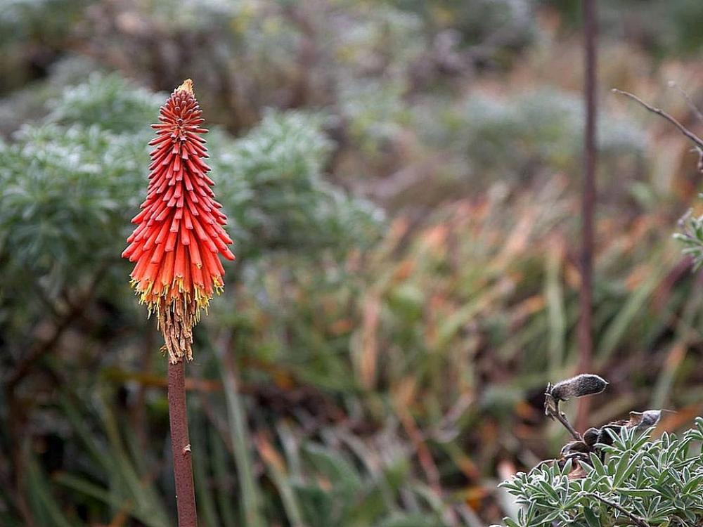 Flower Vera Aloe Flowers Plants Flora Flower Vera Aloe Flowers Plants Flora