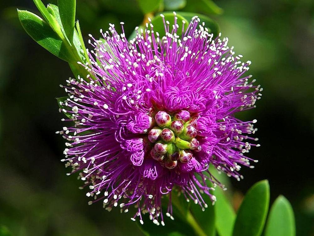Flower Purple Beautiful Flowers Plants Flora Flower Purple Beautiful Flowers Plants Flora
