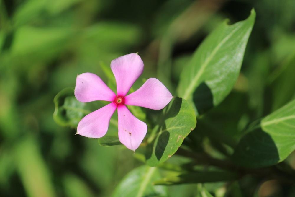 Flower Pink Floral Spring Flower Pink Floral Spring