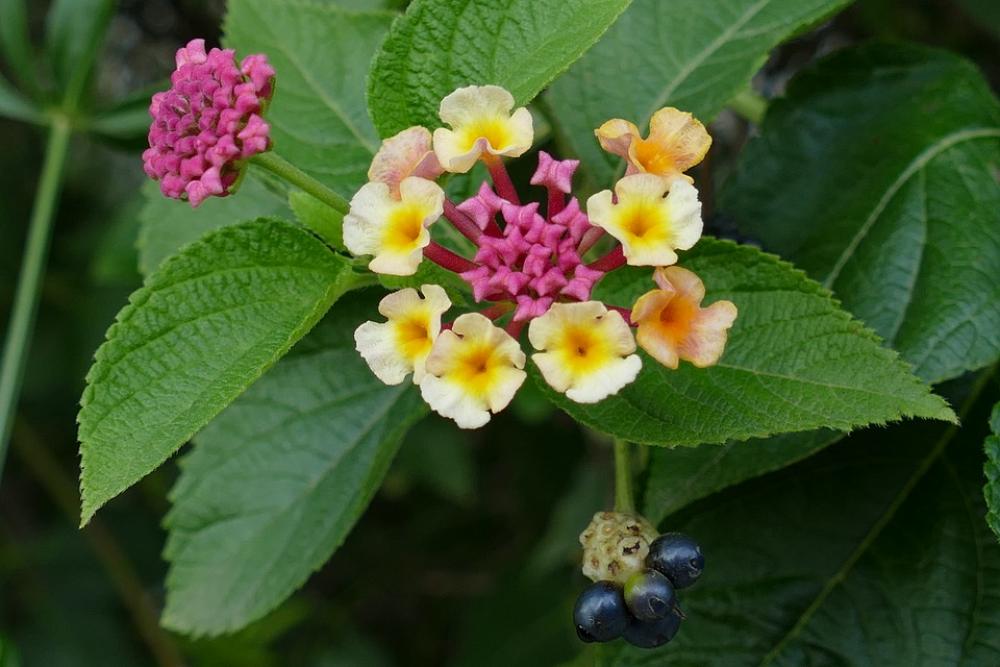 Flower Plant Flora Pink Sheet Green Nature Flower Plant Flora Pink Sheet Green Nature