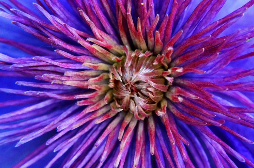 Blossom Bloom Nature Purple Macro Flower