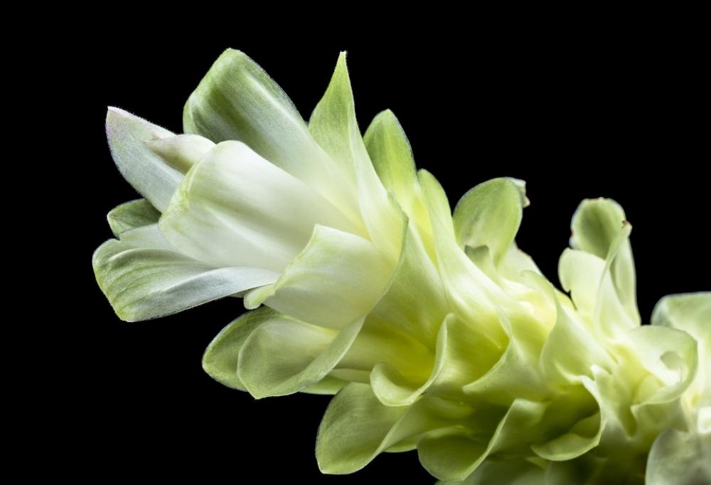 Flower Blossom Bloom White Green Close Up Petals Flower Blossom Bloom White Green Close Up Petals