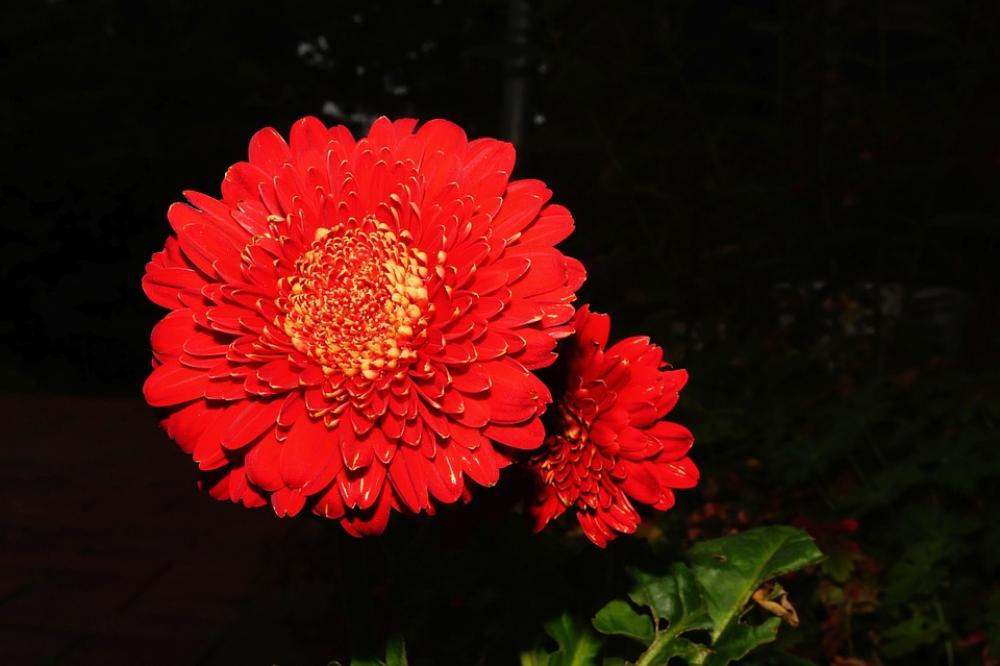 Blossom Bloom Flower Red Close Up Beautiful Flora Blossom Bloom Flower Red Close Up Beautiful Flora