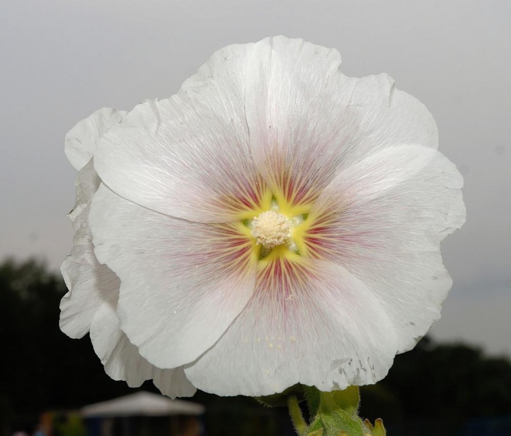 Flower Blossom Bloom White Close Up Beautiful Flower Blossom Bloom White Close Up Beautiful