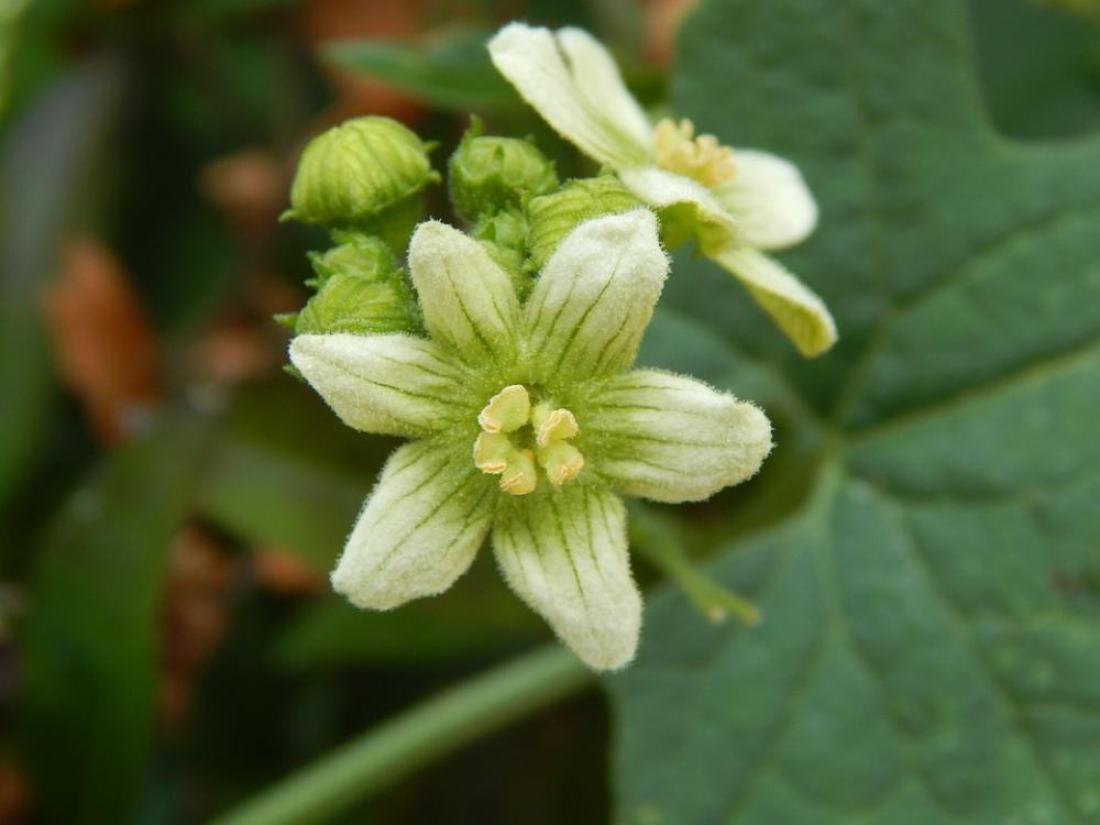 Flower Plant Nature Flower Plant Nature