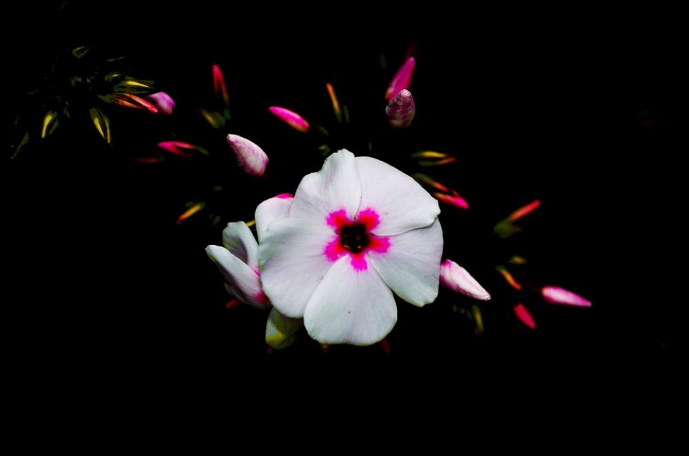 Blossom Bloom Close Up Flower Plant Phlox Bloom Blossom Bloom Close Up Flower Plant Phlox Bloom