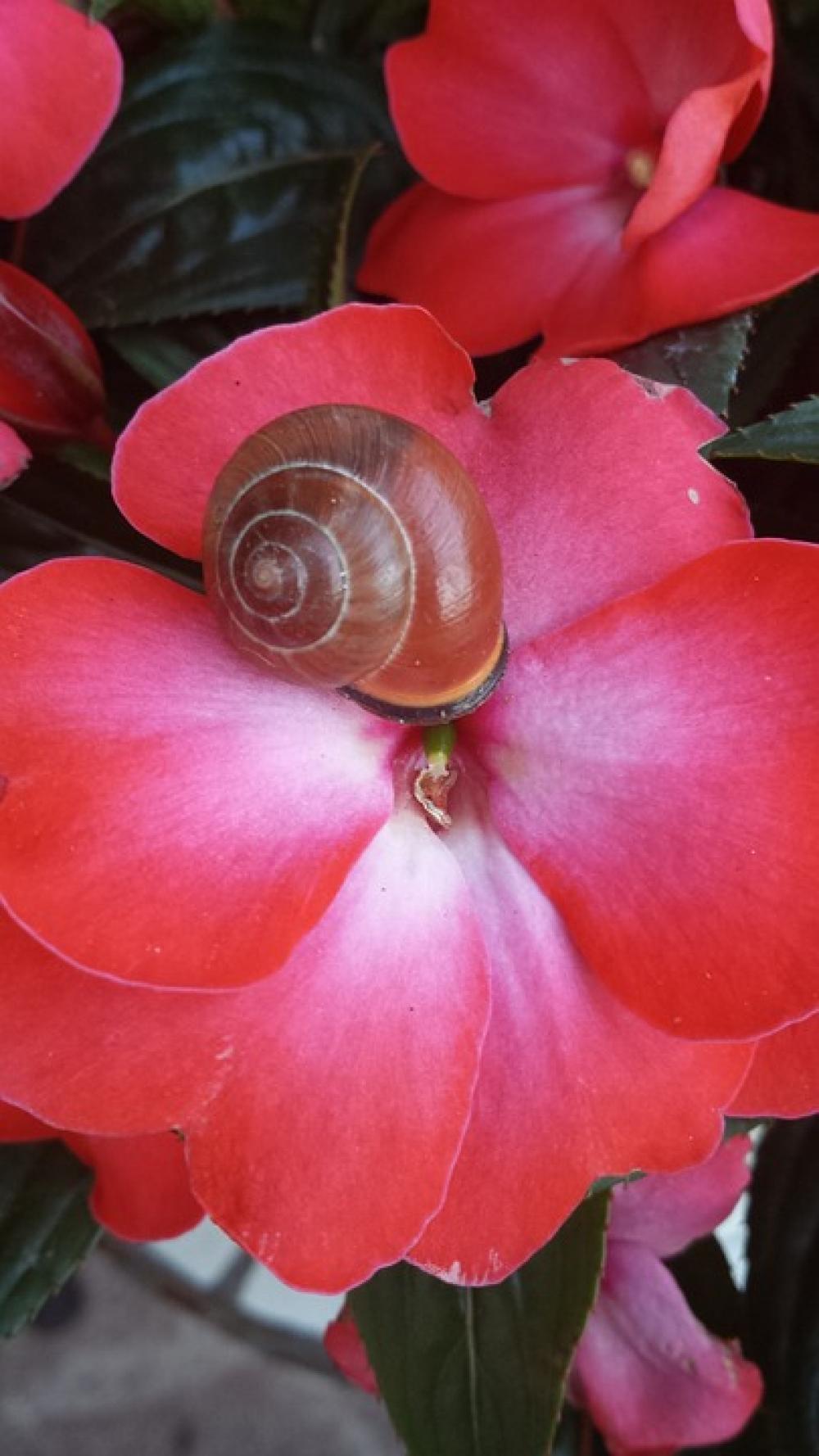 Flower Snail Out Flower Snail Out