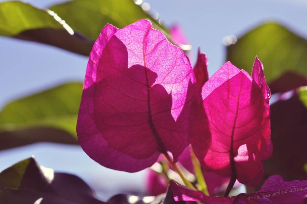 Blossom Bloom Flower Bouganvillea Sun Blossom Bloom Flower Bouganvillea Sun