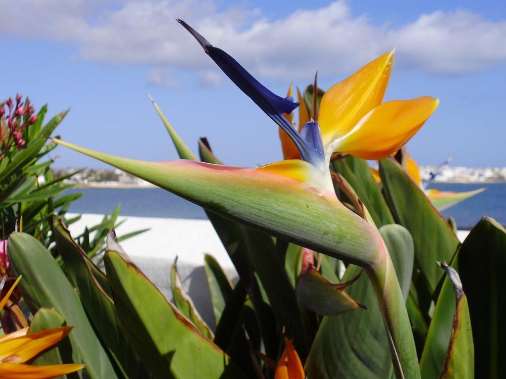 Flower Fuerteventura Spain Canary Landscape Flower Fuerteventura Spain Canary Landscape