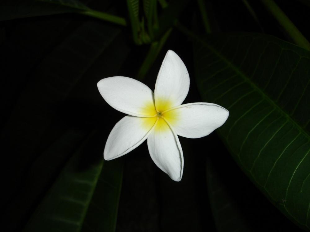 Flower White Yellow Macro Blossom Bloom Plant Flower White Yellow Macro Blossom Bloom Plant