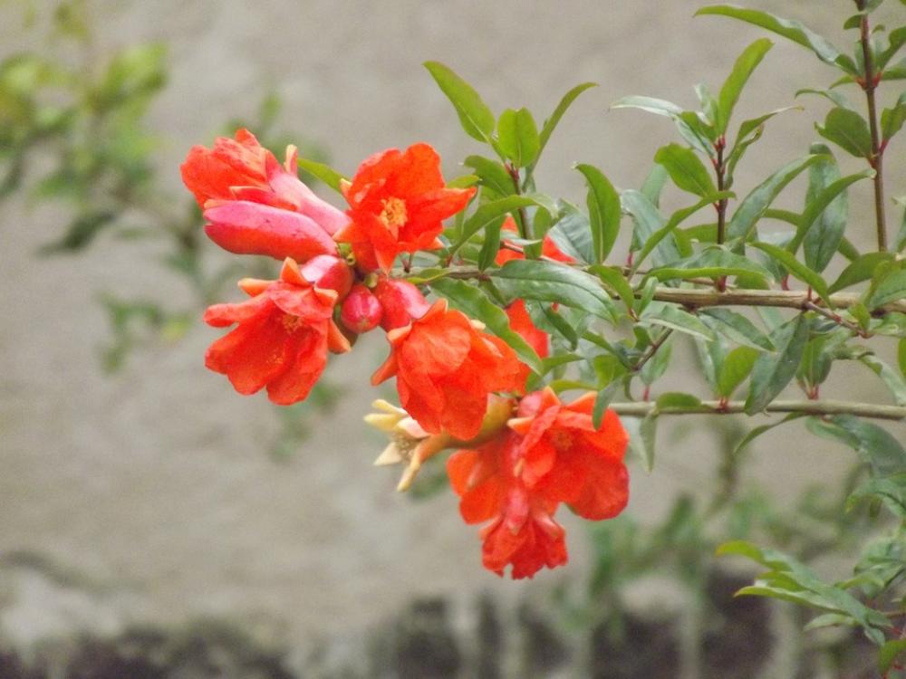Flower Red Pomegranate Flowers Red Flower Flower Red Pomegranate Flowers Red Flower