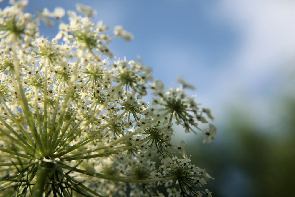 Flower White Wildflower Wild Carrot Macro Closeup Flower White Wildflower Wild Carrot Macro Closeup