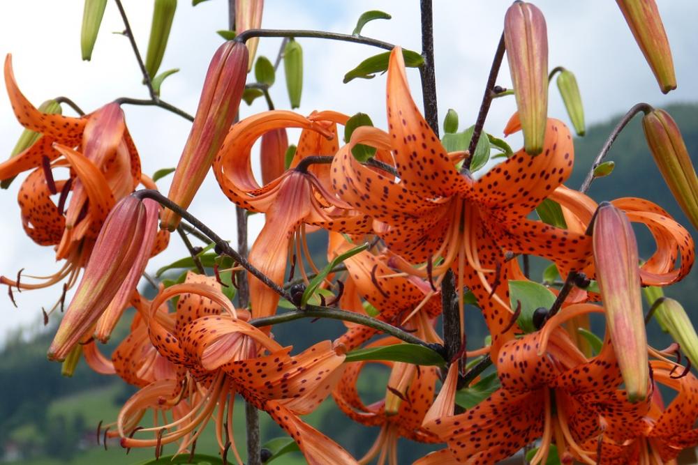 Flower Blossom Bloom Turk'S Cap Lily Flower Blossom Bloom Turk'S Cap Lily