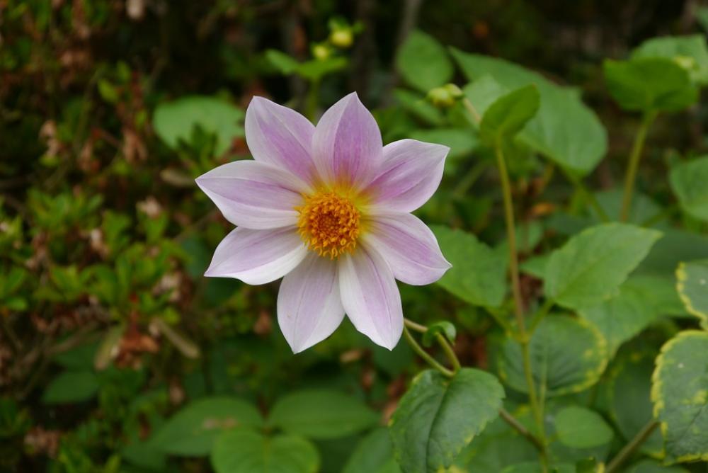Flower Blossom Bloom Flora Nature Close Up Flower Blossom Bloom Flora Nature Close Up