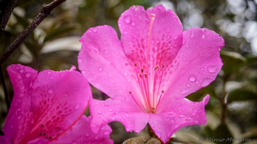 Flower Azalea Nature Plant Garden Flower Azalea Nature Plant Garden