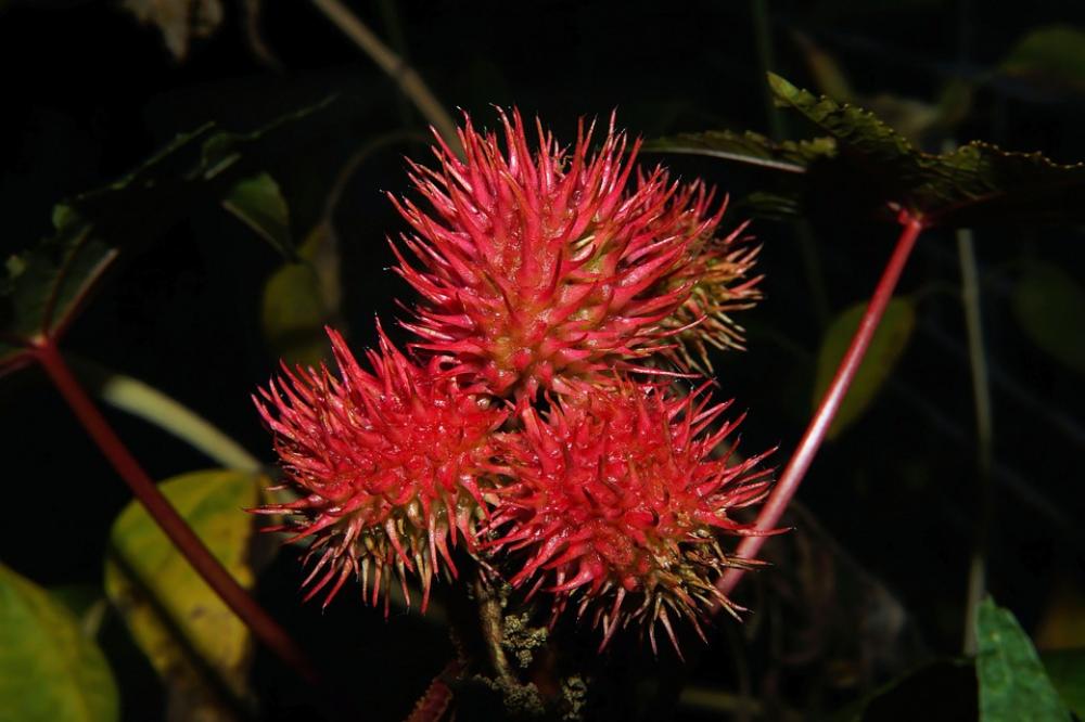 Flower Blossom Bloom Red Close Up Plant Flower Blossom Bloom Red Close Up Plant