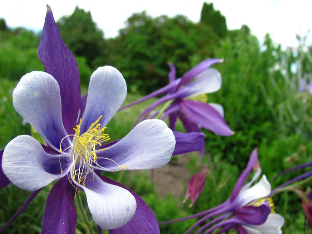 Flower Cheerful Purple Happy Nature Spring Flower Cheerful Purple Happy Nature Spring