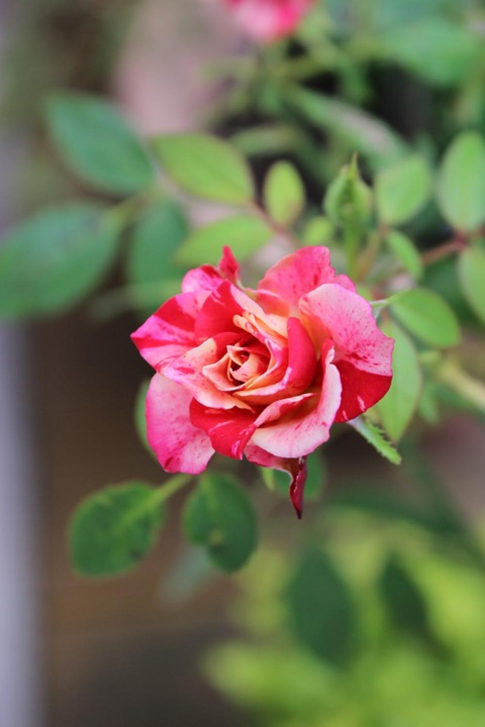 Blossom Bloom Pink Rose Plant Nature Flower Blossom Bloom Pink Rose Plant Nature Flower