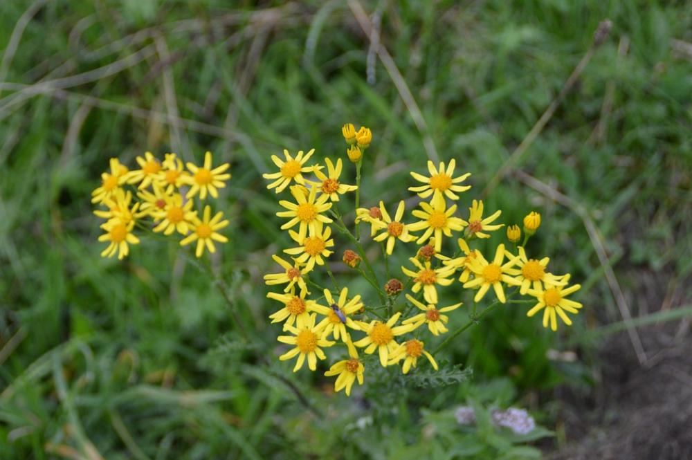 Flower Jacob Ragweed Blossom Bloom Yellow Flower Jacob Ragweed Blossom Bloom Yellow