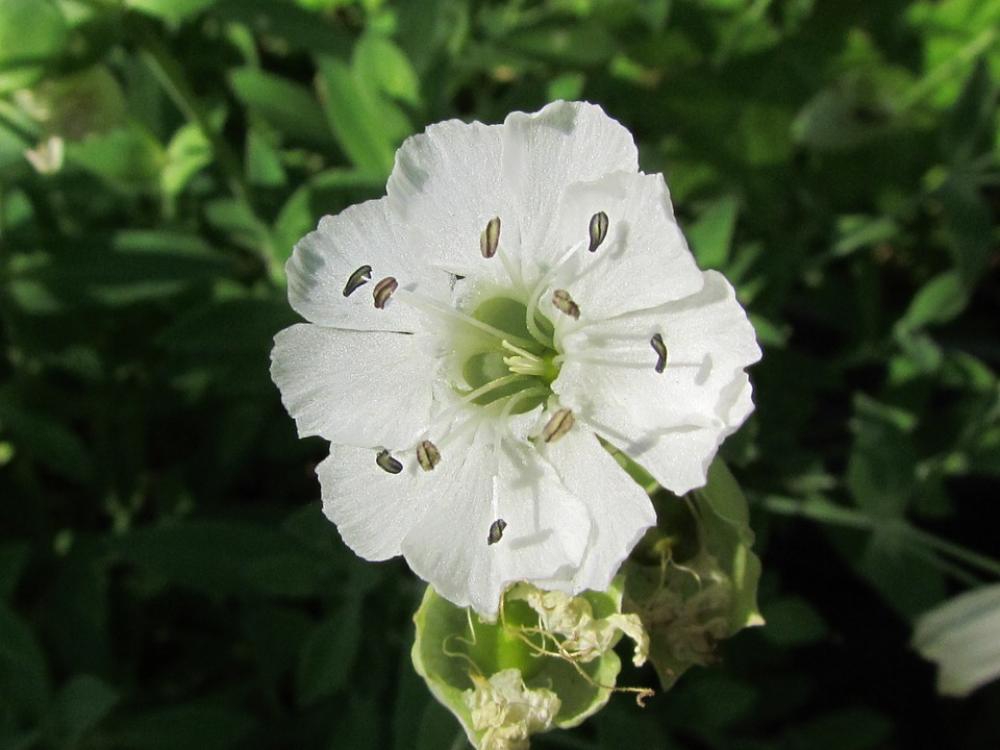 Flower White Nature Flower White Nature