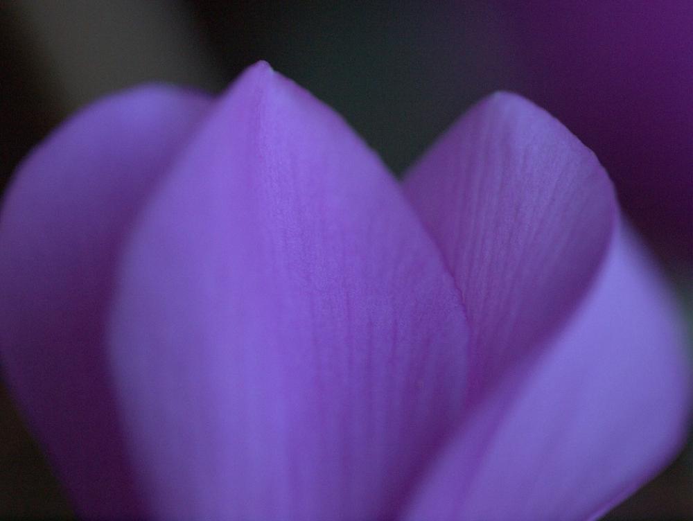 Flower Purple Nature Plants Flower Purple Nature Plants