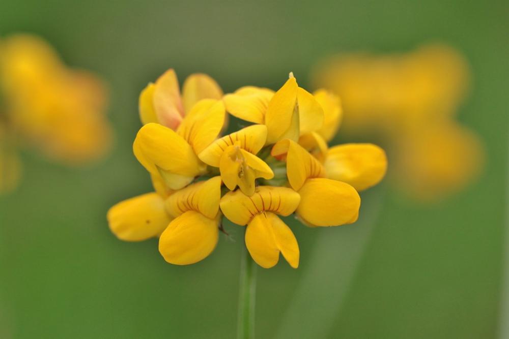 Flower Blossom Bloom Plant Nature Bloom Flora Flower Blossom Bloom Plant Nature Bloom Flora
