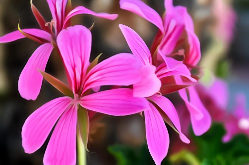 Flower Summer Nature Spring Color Floral Plant Flower Summer Nature Spring Color Floral Plant