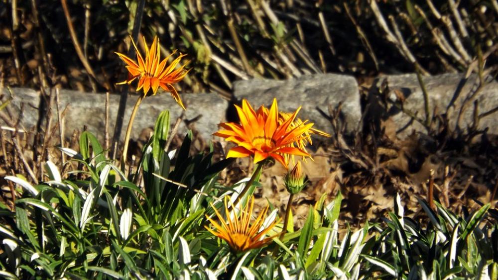 Flower Flowers Spring Colors Garden Leaves Plant Flower Flowers Spring Colors Garden Leaves Plant